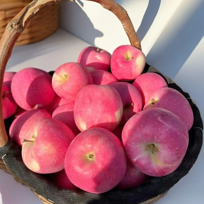 【陕西洛川】红富士产地直发新鲜采摘脆甜多汁皮薄肉厚【中果】