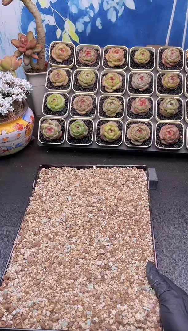 【闪购商品】颗粒土量拍一份