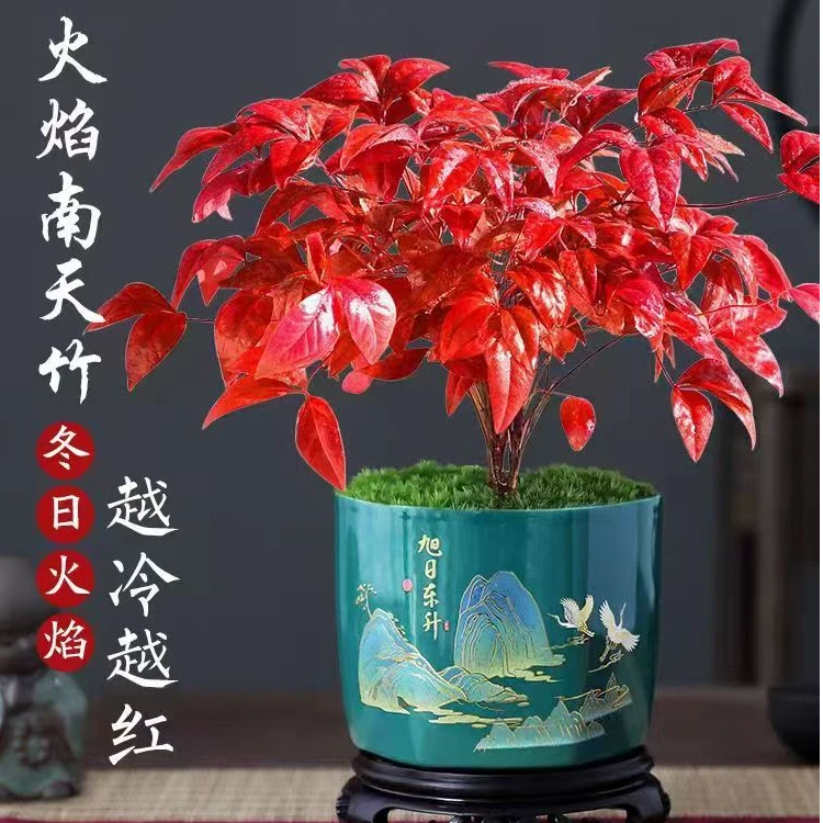 年宵花火焰南天竹盆栽办公室桌面绿植冬季耐寒好养年宵花红叶植物