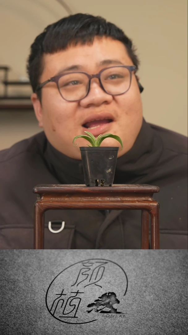 【闪购商品】盆景万年青 中通