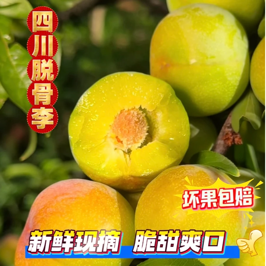 四川正宗脱骨半边红李新鲜现摘