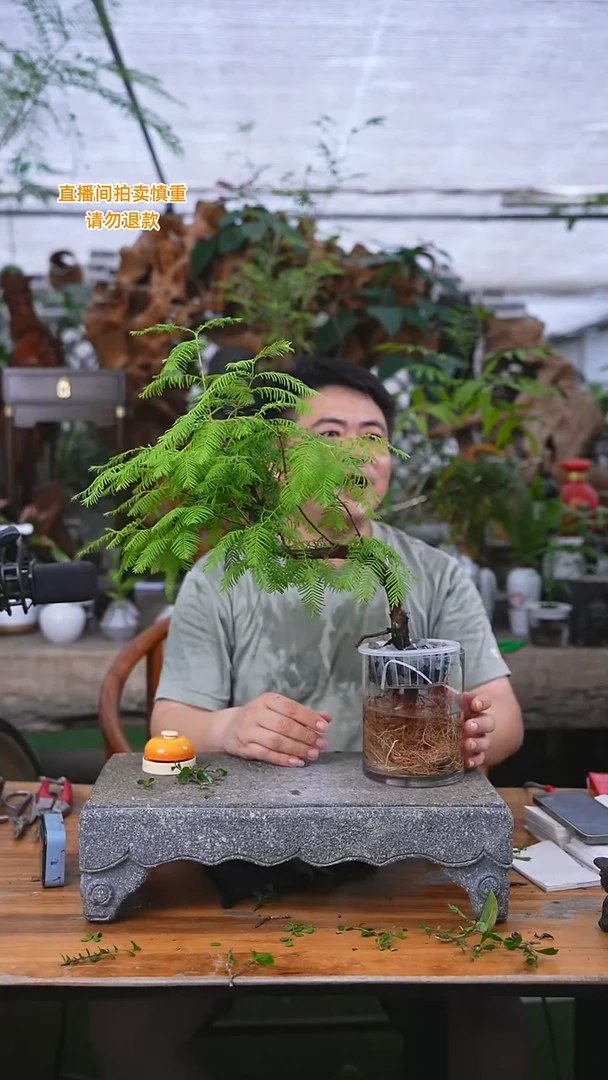 当前无花栽培后可以开花水杉169+