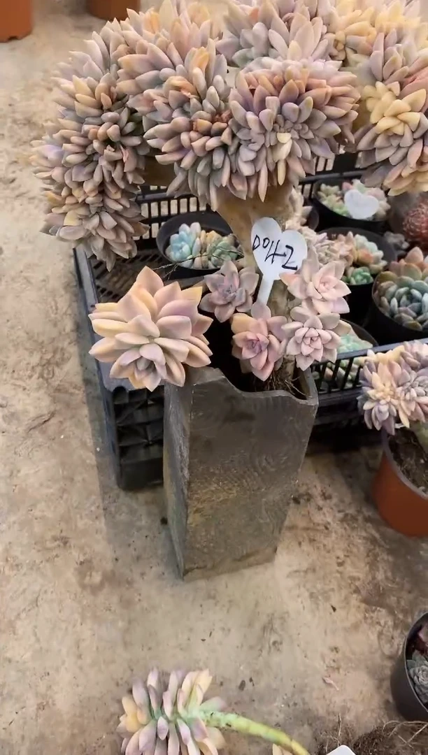 小*菜     0042号￥75