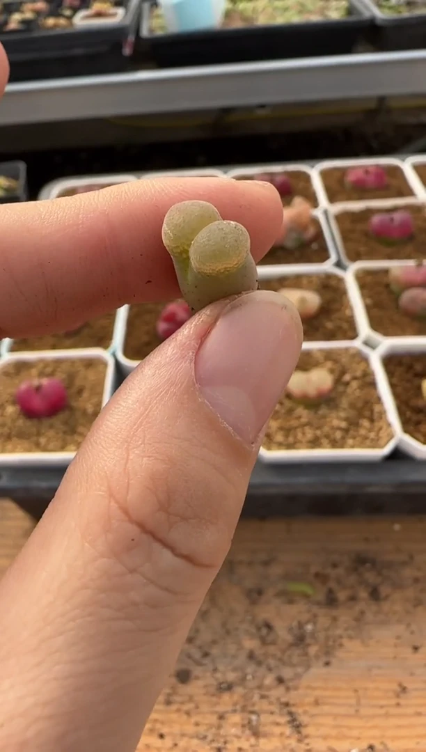 【闪购商品】20-301