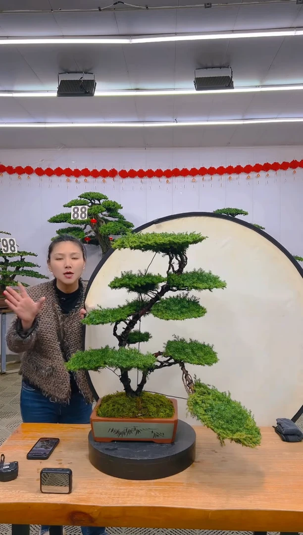 【闪购商品】盆景1