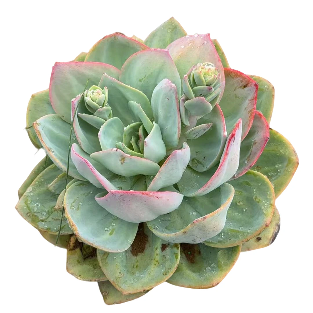 精品多肉植物  单头血凤