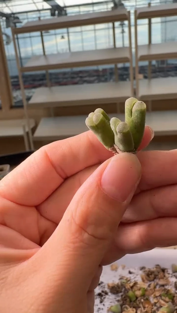 24-254多肉植物肉锥