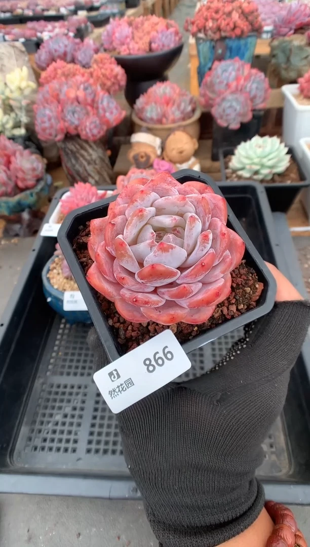 866梦露一物一拍