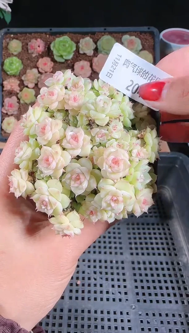 1121-204群生不包整