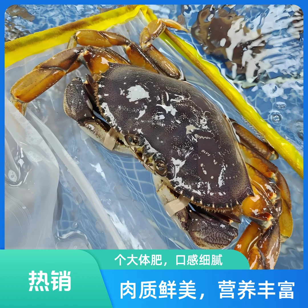 珍宝蟹/只（1.8斤左右）