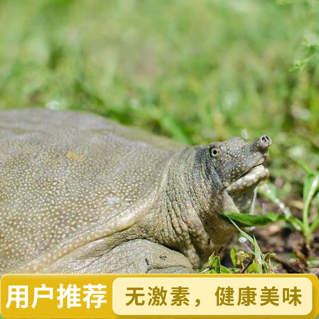 【2只装】鲜活食用大甲鱼到手净重共5斤以上青黑花甲鱼活鲜甲鱼