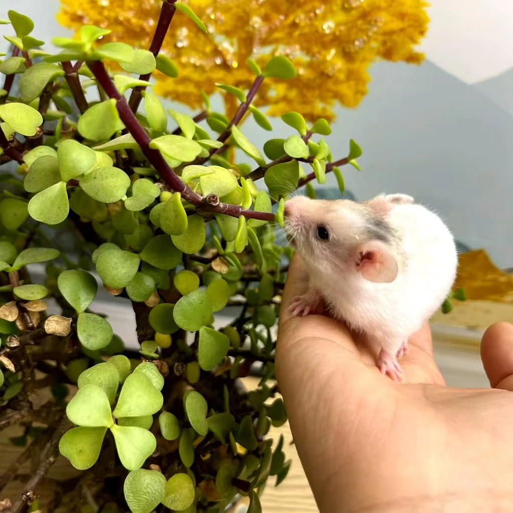 家养仓鼠可爱长毛小宠金丝熊30天健康崽崽