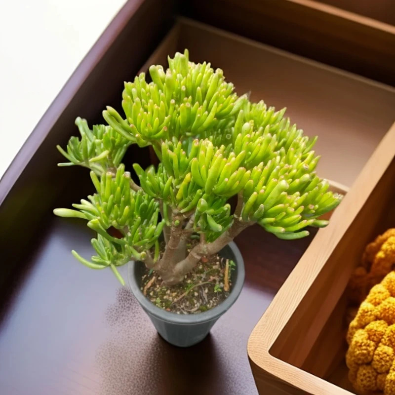 中号老桩吸财树 多肉植物 南方北方 室内外桌面绿植   好养花卉