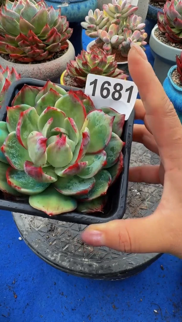 【闪购商品】1681惊鸿仙子（裸根发货）（微瑕）