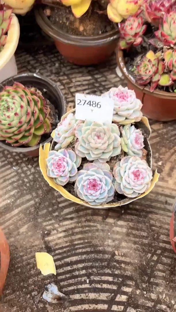 南**弦多肉植物一物一拍27486