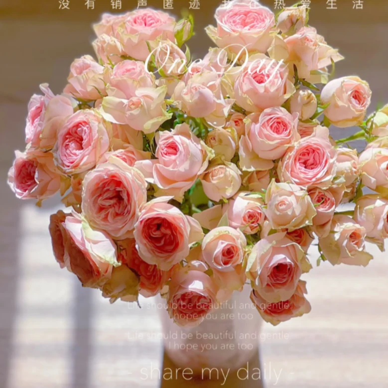 【新疆花之溪】花仙子多头玫瑰8-10枝(1枝不赔付)