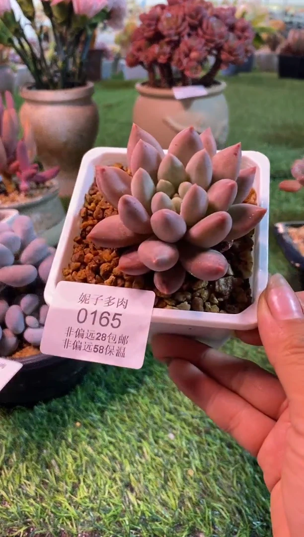 0165aa（满28包邮发货）