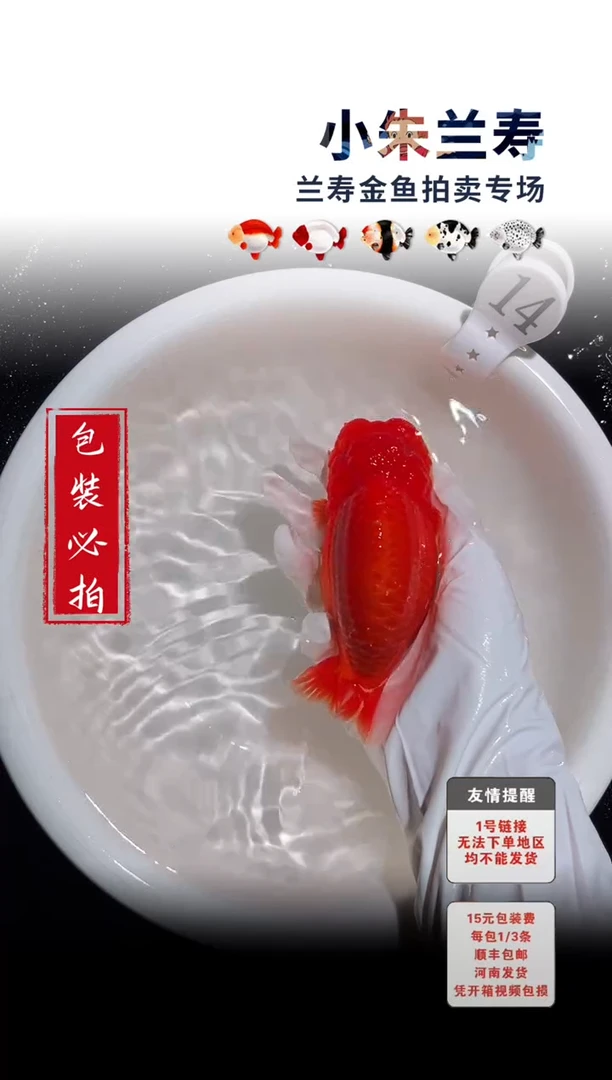 金鱼包装必拍未拍顺丰到付14号