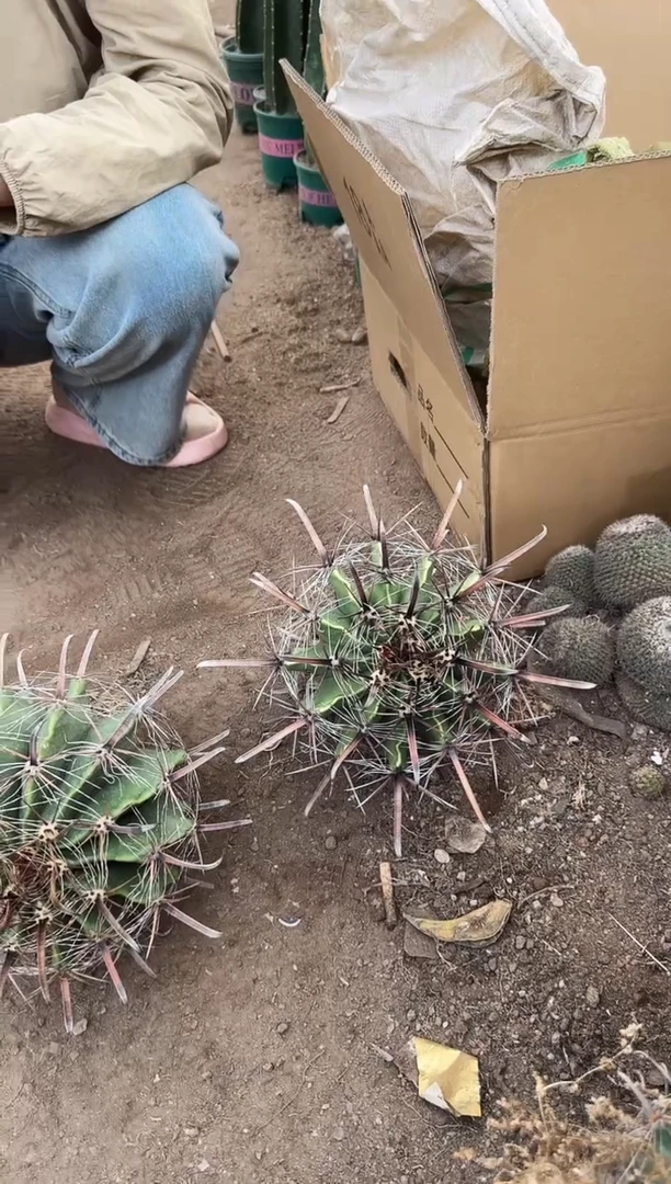 【闪购商品】鹰爪巨鸠玉1111