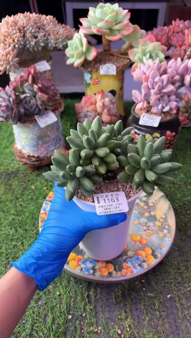 昆明印象多肉1163