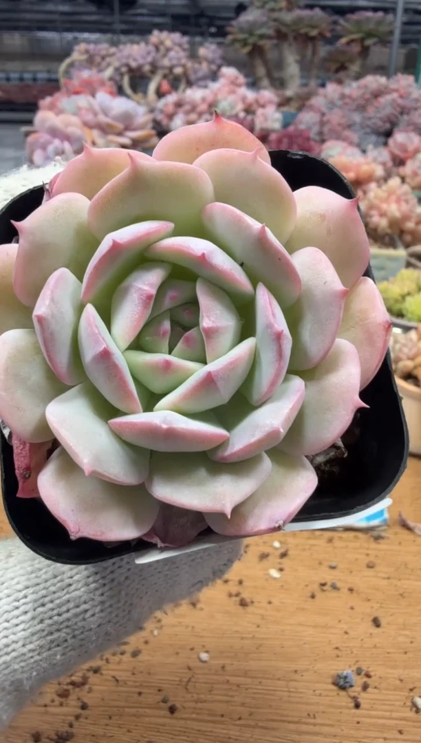 东云多肉园三店-256