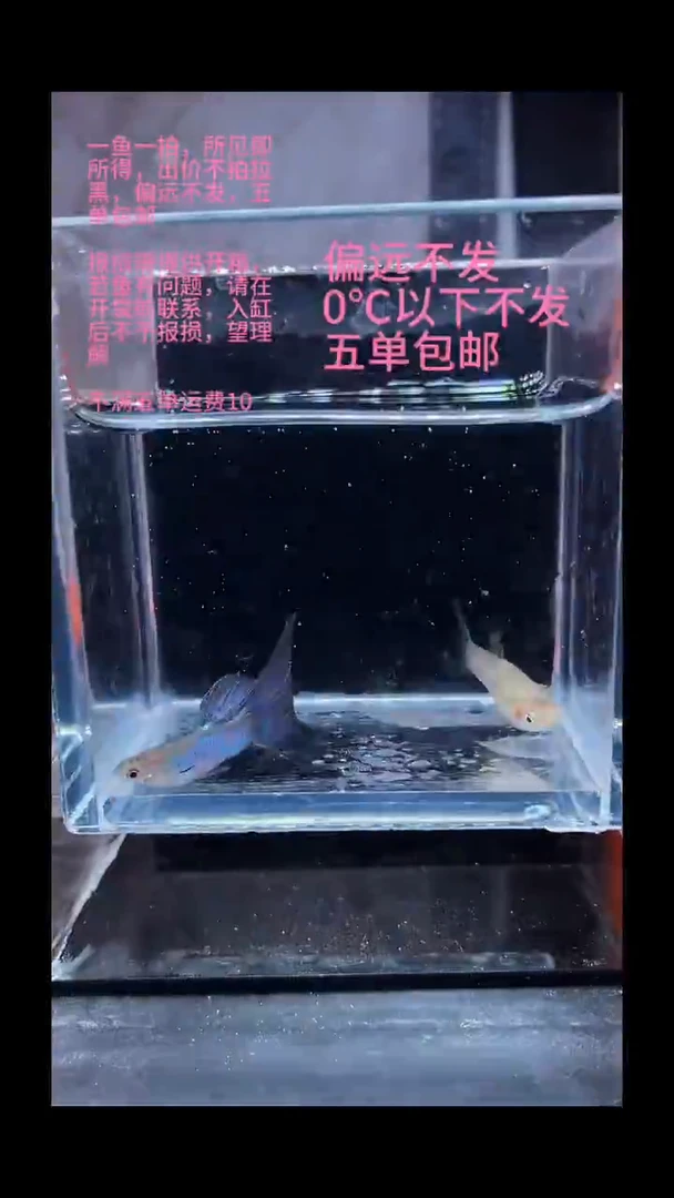 孔雀鱼孔雀鱼 02