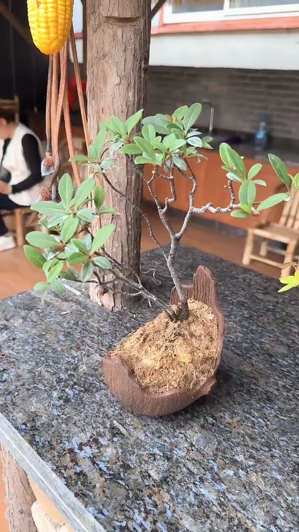 以实际为准一物一拍海岛春花