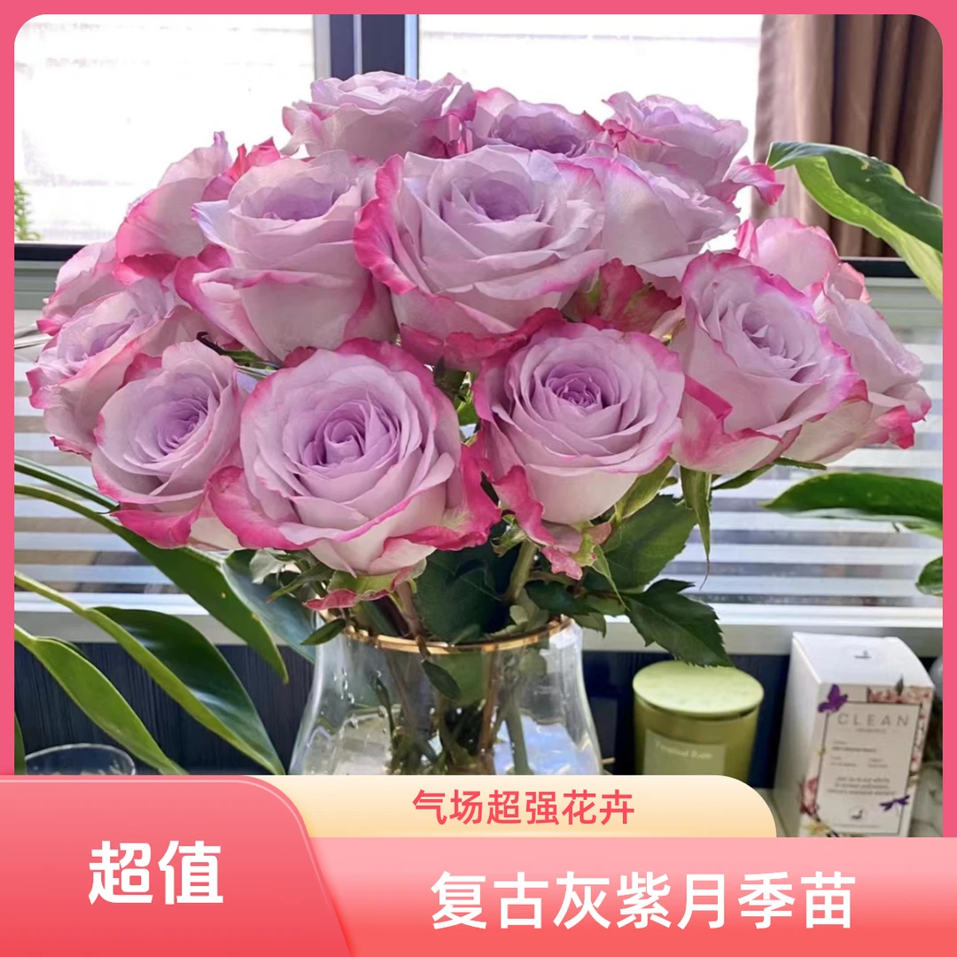 【梓岱花卉】扦插苗月季基地直播专用链接土球发货介意勿拍