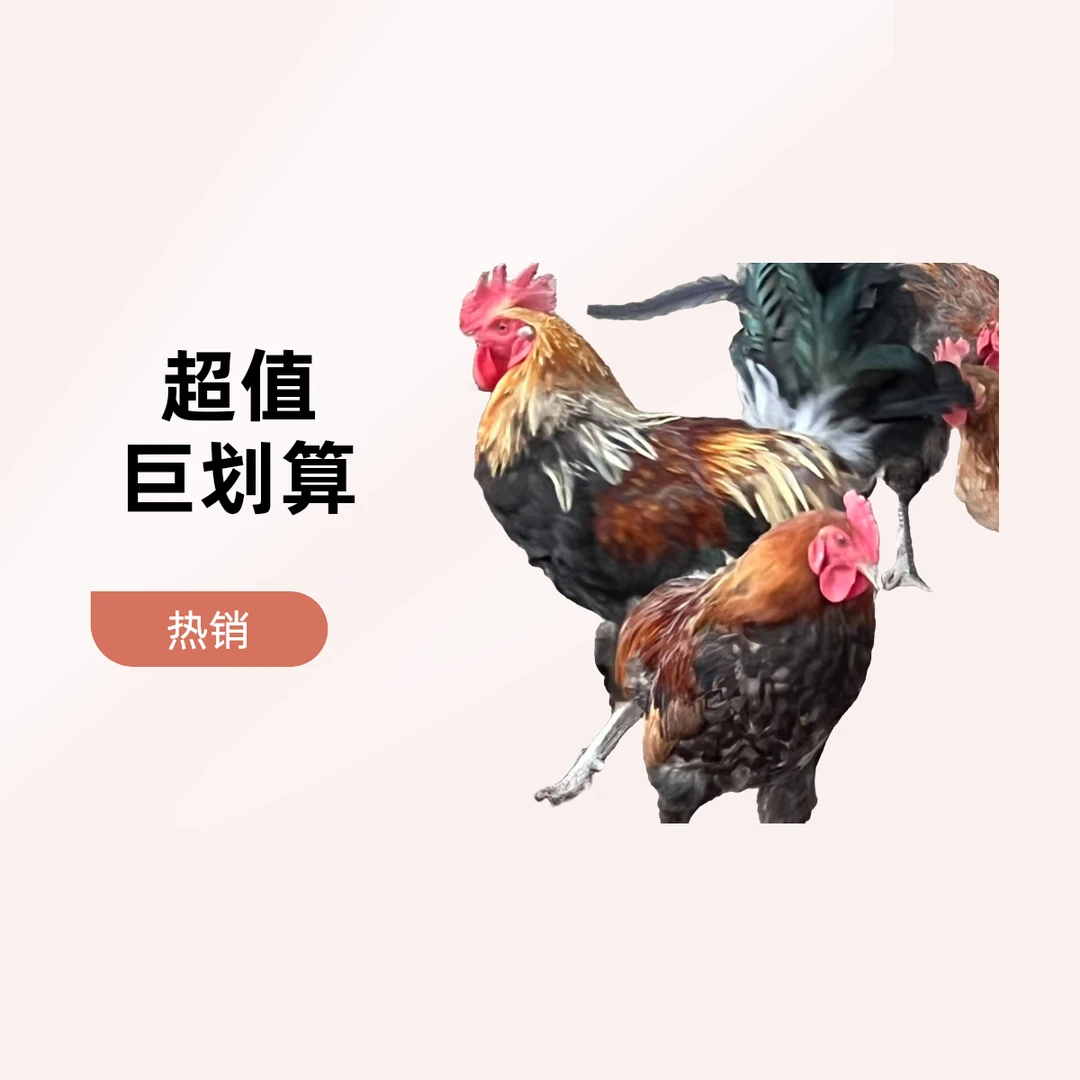 农家散养华北柴鸡走地鸡一公（3.5-4斤）一母（2.8-3.5斤）烧烤食材