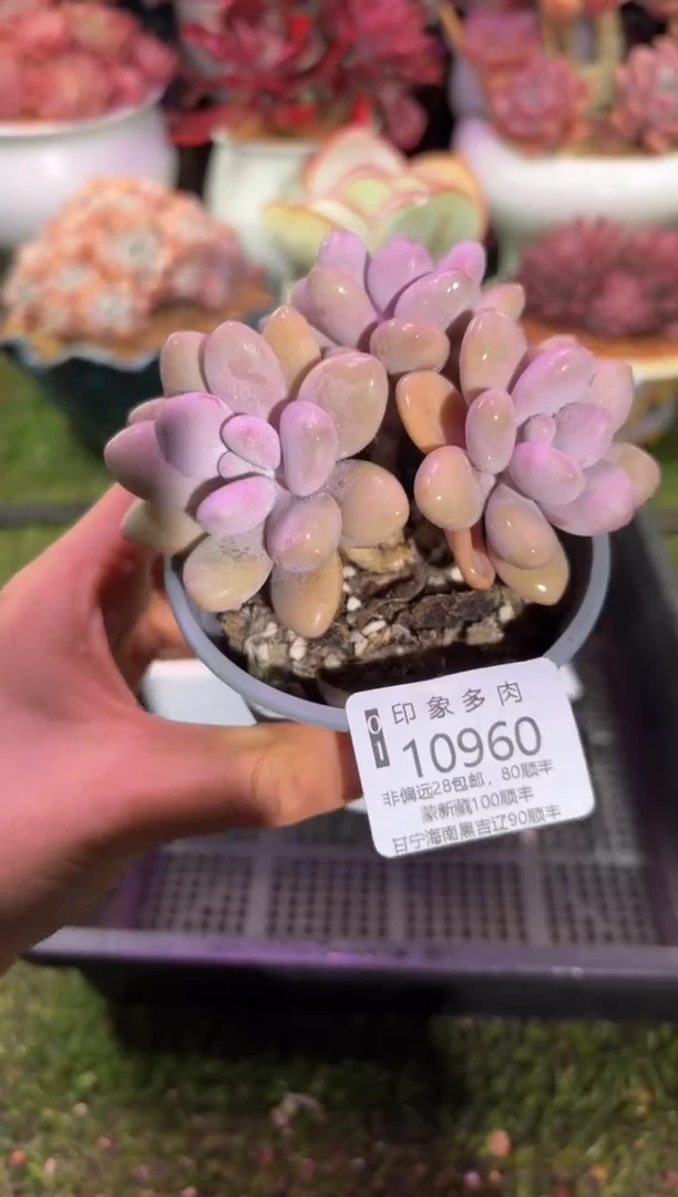 【闪购商品】10960