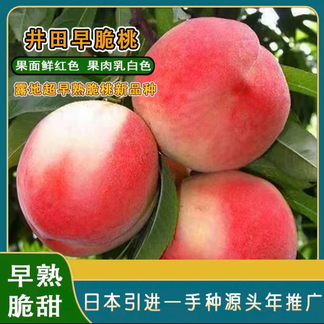 【井田早脆桃苗】盆栽地栽种植阳台庭院种植早熟新品种桃树苗果树苗