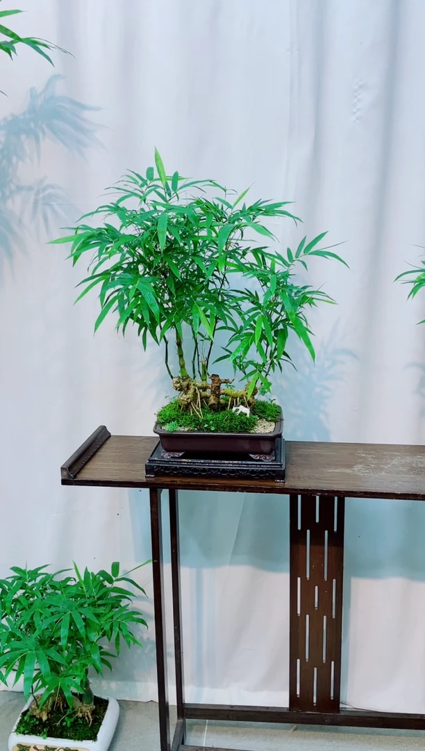 无花朵竹子盆景竹子盆景