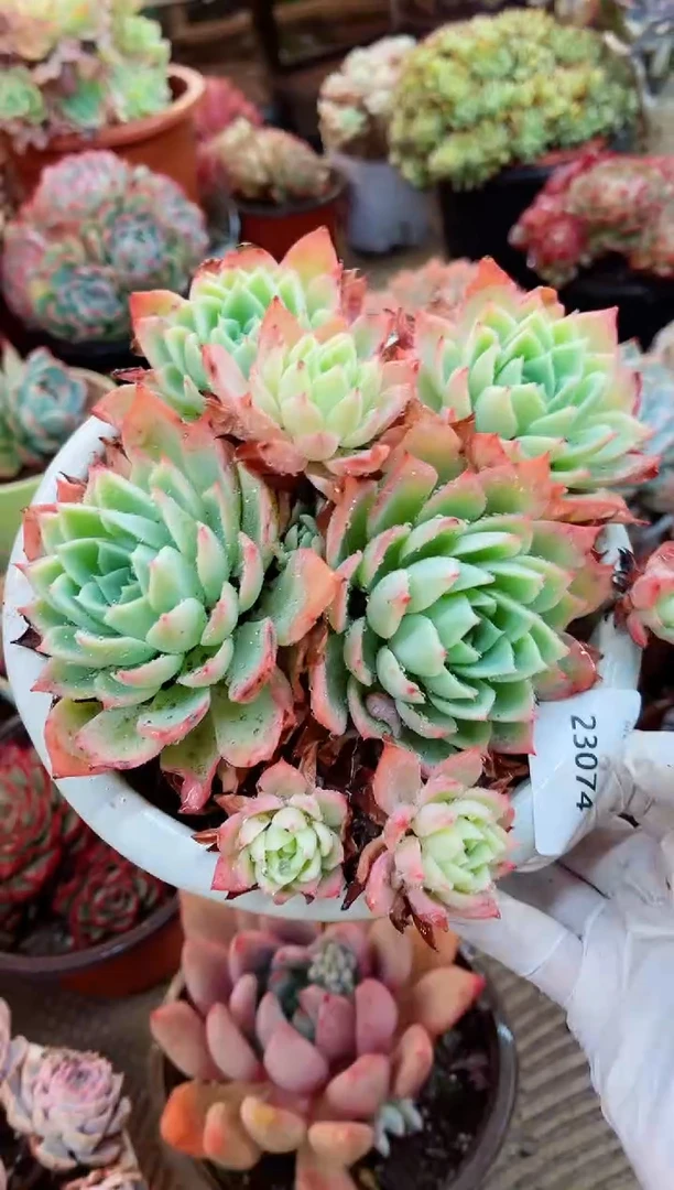 【闪购商品】23074