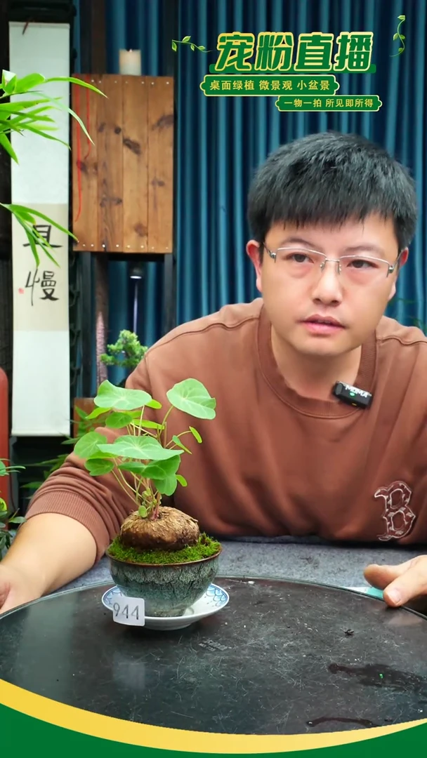 无花朵冰***冰苔藓微景观944号