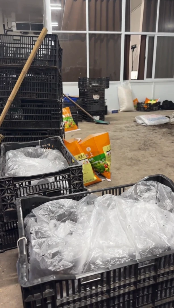 钱*58  耶多 嫁接苗 钱塘