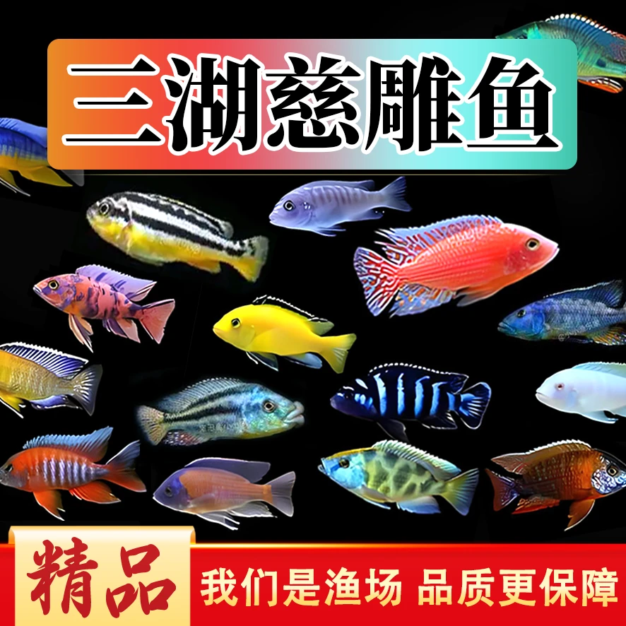【包活包损厂家发货】活体小型观赏鱼集锦活体热带鱼孔雀鱼三湖慈鲷