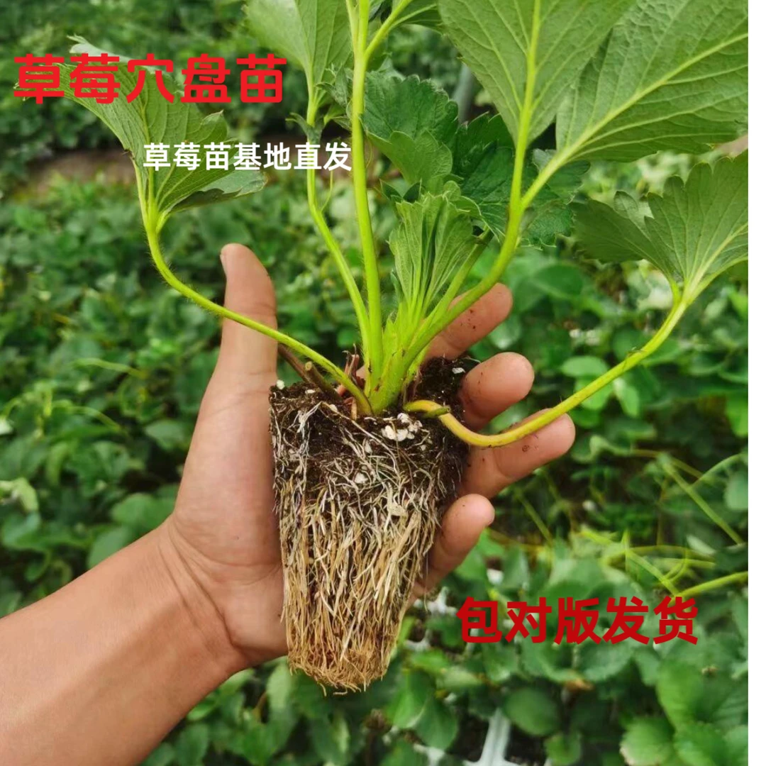 【5棵装草莓穴盆苗大全】对版草莓苗黑草莓红草莓粉草莓白草莓苗
