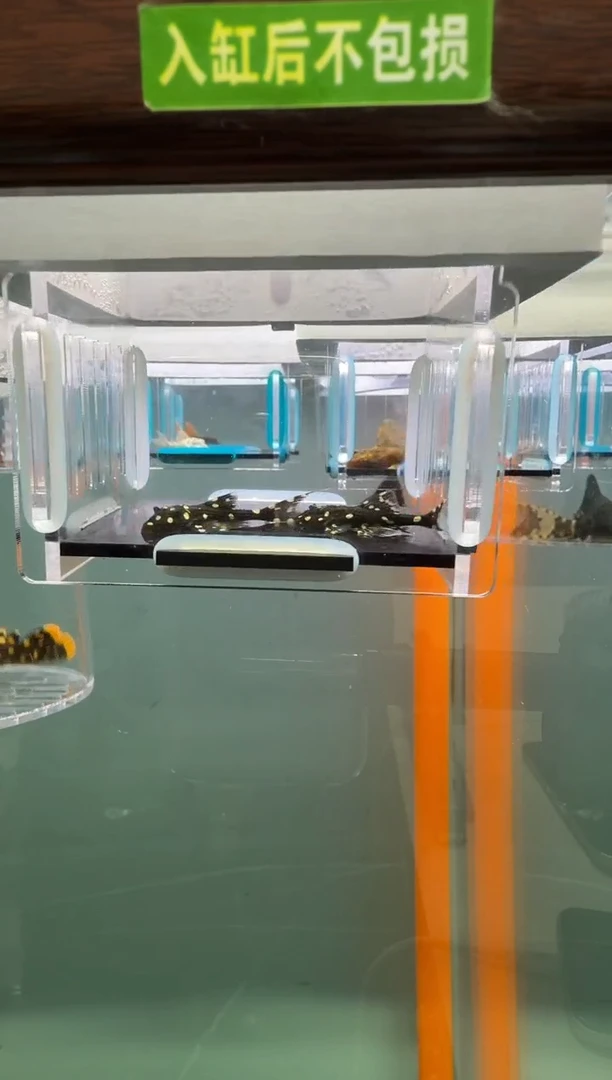 清道夫鱼123号白珍入缸不包损录制完整开箱视频3.8-4厘米