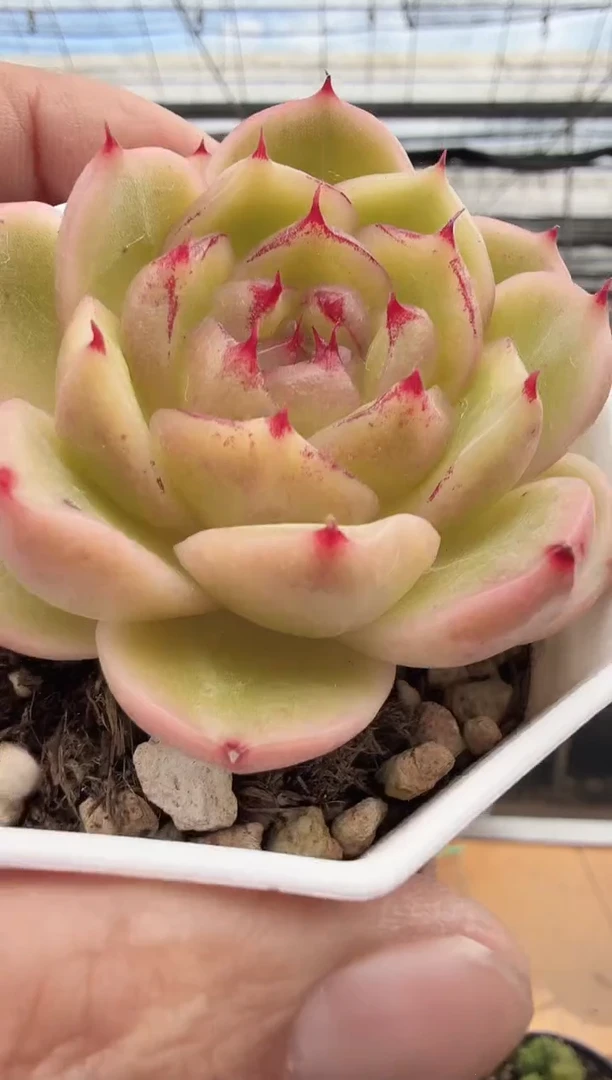 东云多肉园新款-139