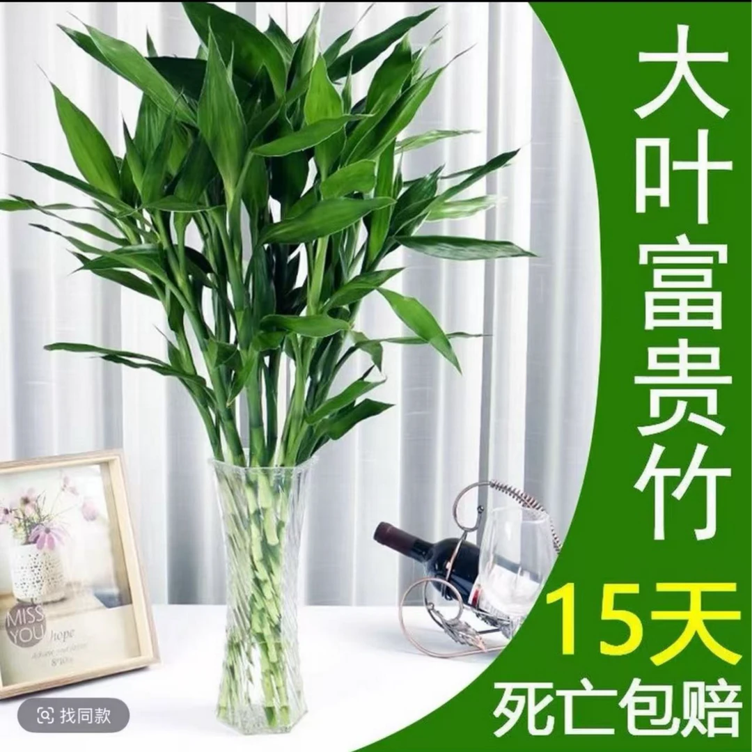 【买10送10】精品富贵竹20枝60-70cm大叶高档大气正宗水培盆栽