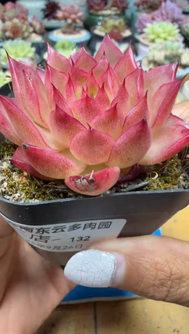 东云多肉园三号店-132