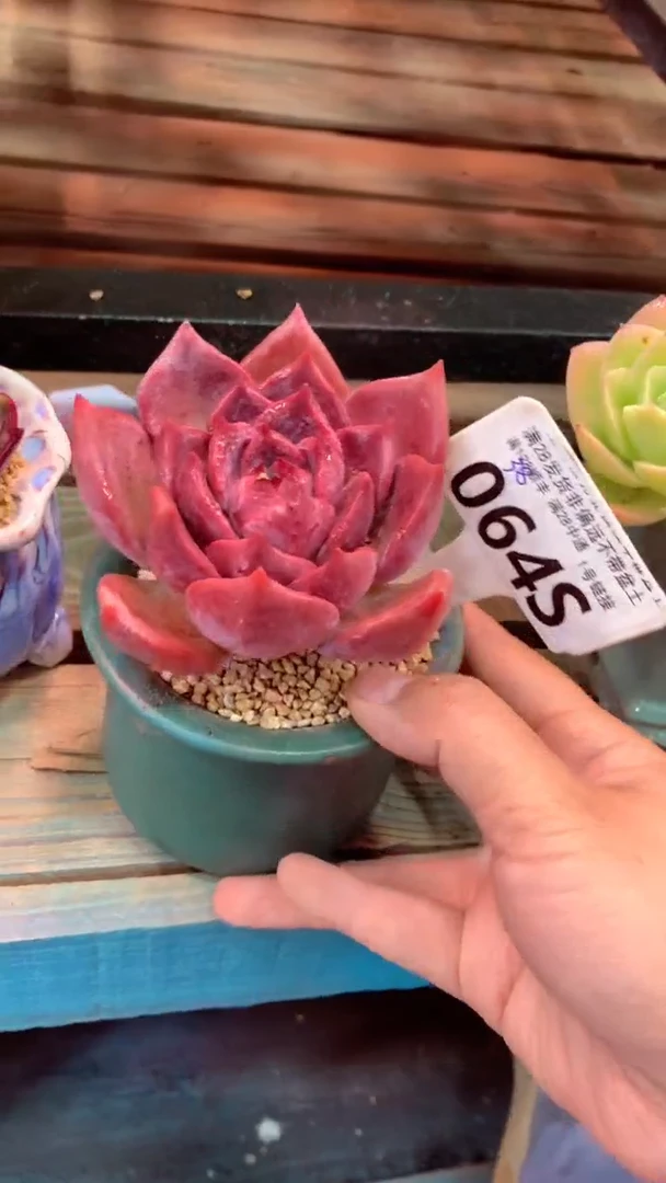 064S（一物一拍实付满28发货，默认不带盆土）