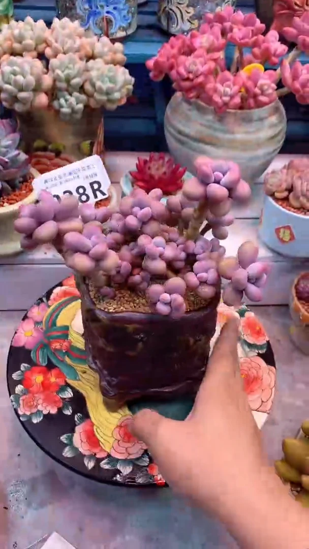 238R（一物一拍，精品多肉，所见即所得 ）腰子蛋