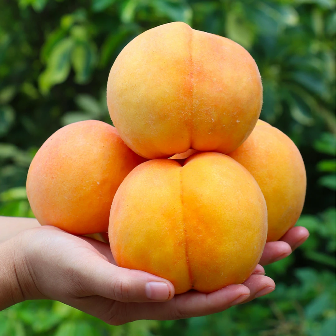【粉丝专享】顺丰新鲜黄金蜜黄桃3/5斤 新鲜水果毛桃当季鲜桃黄金蜜