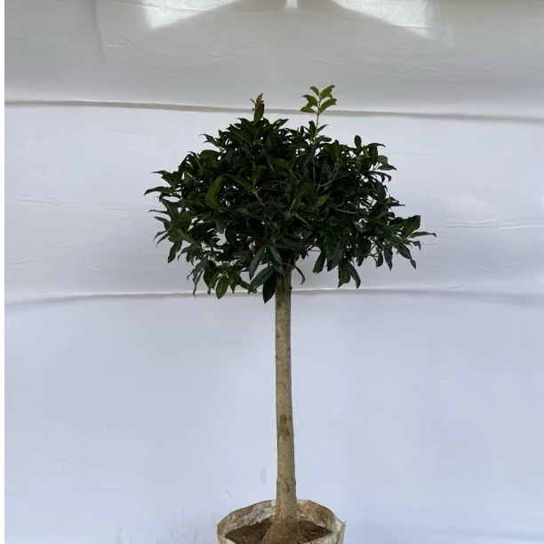 精品小叶金桂棒棒糖桂花流苏嫁接抗寒南北易成活