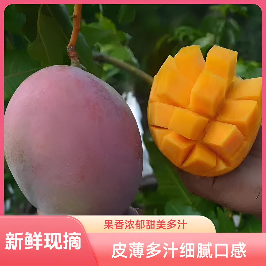 【10斤】攀枝花凯特芒果新鲜现摘应季红头凯特芒果鲜甜多汁皮薄核小
