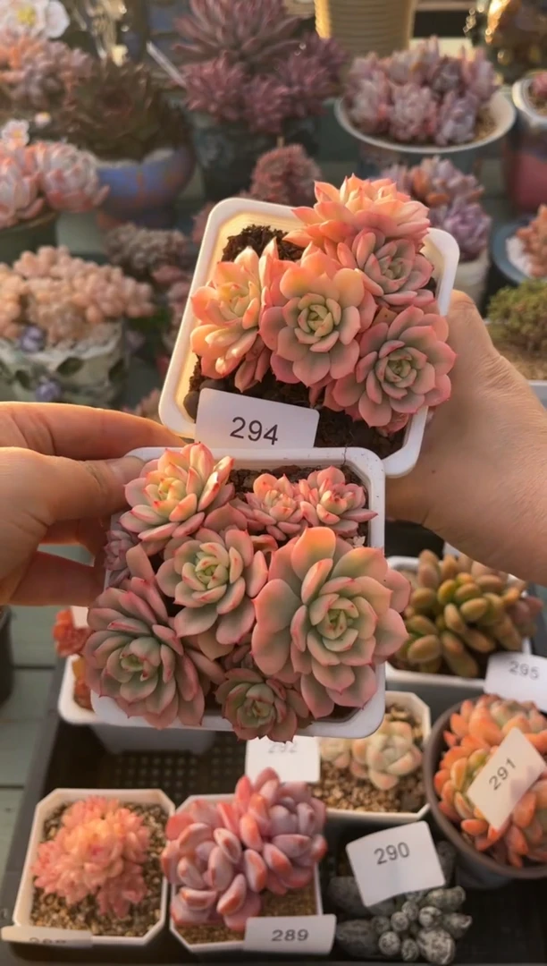 友***烧294 两颗黛伦锦多肉