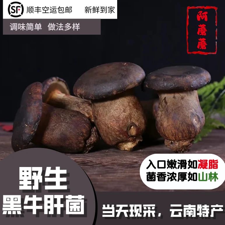 云南特产新鲜野生黑牛肝菌顺丰空运冷链包邮美味鲜美滑嫩