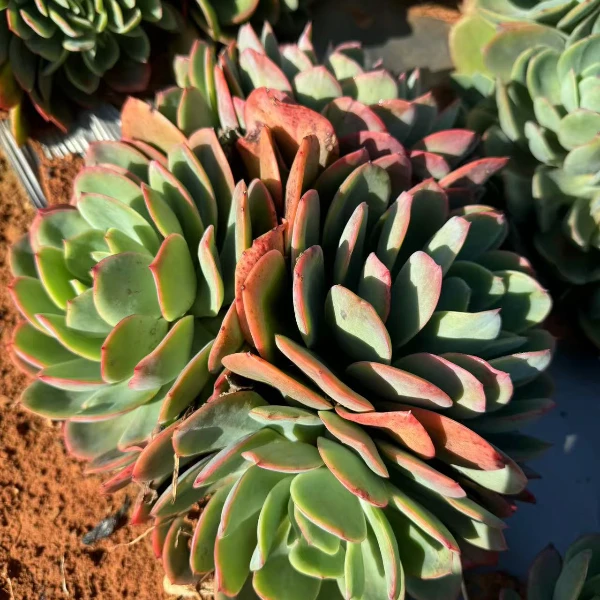 绮罗仙子   新手必拍  好看好养  云南发货精品多肉瑕疵不售后