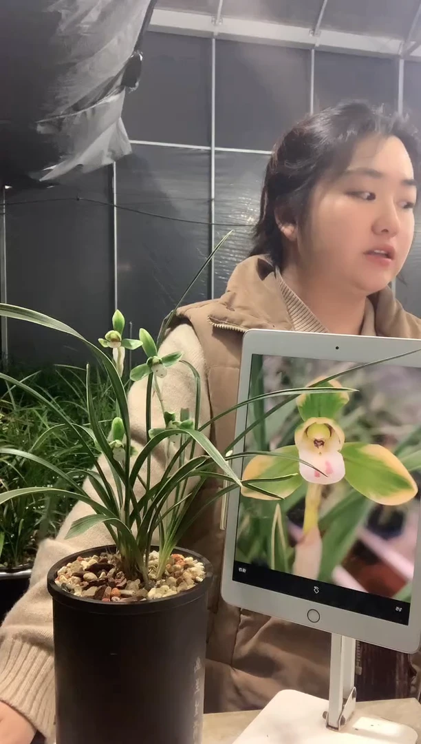 大部分开放少量花苞雪山天草5苗带花种好发货